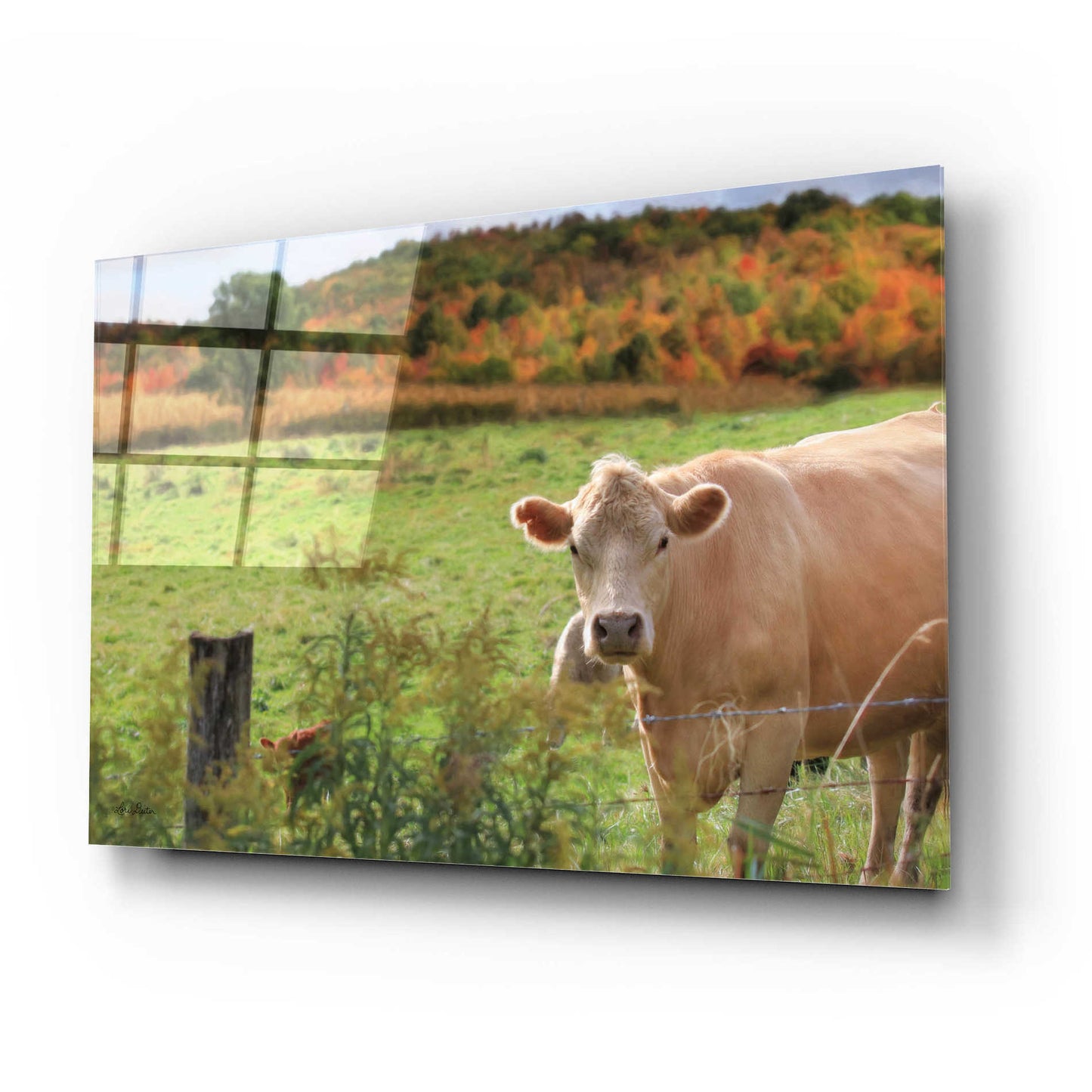 Epic Art 'Fall Cow' by Lori Deiter Acrylic Glass Wall Art,24x16