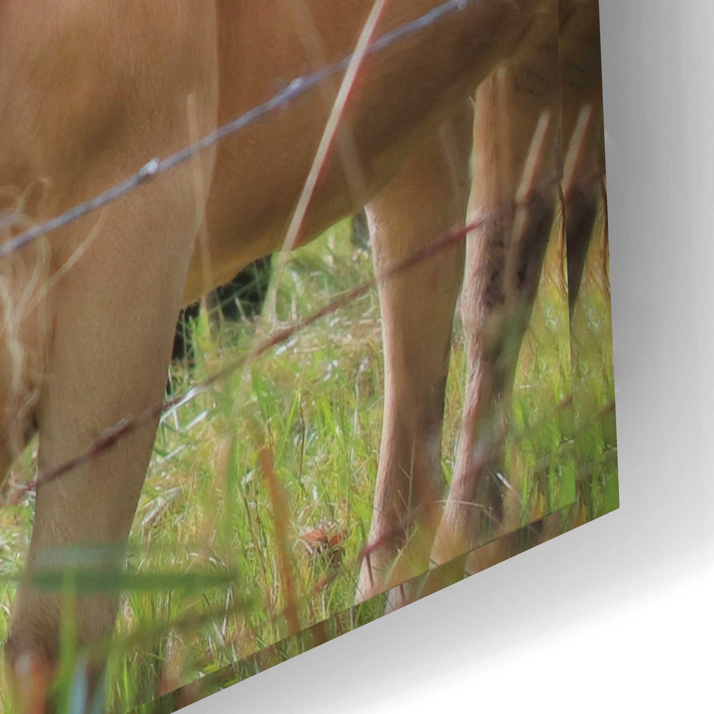 Epic Art 'Fall Cow' by Lori Deiter Acrylic Glass Wall Art,24x16