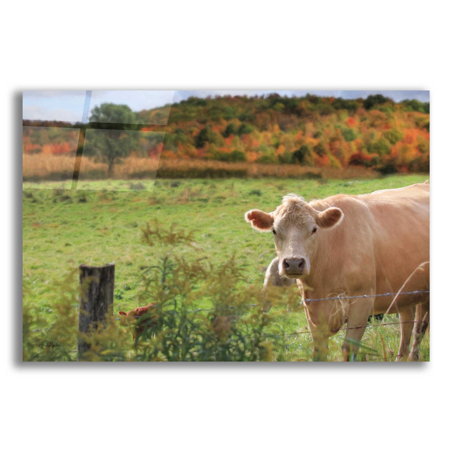 Epic Art 'Fall Cow' by Lori Deiter Acrylic Glass Wall Art,24x16