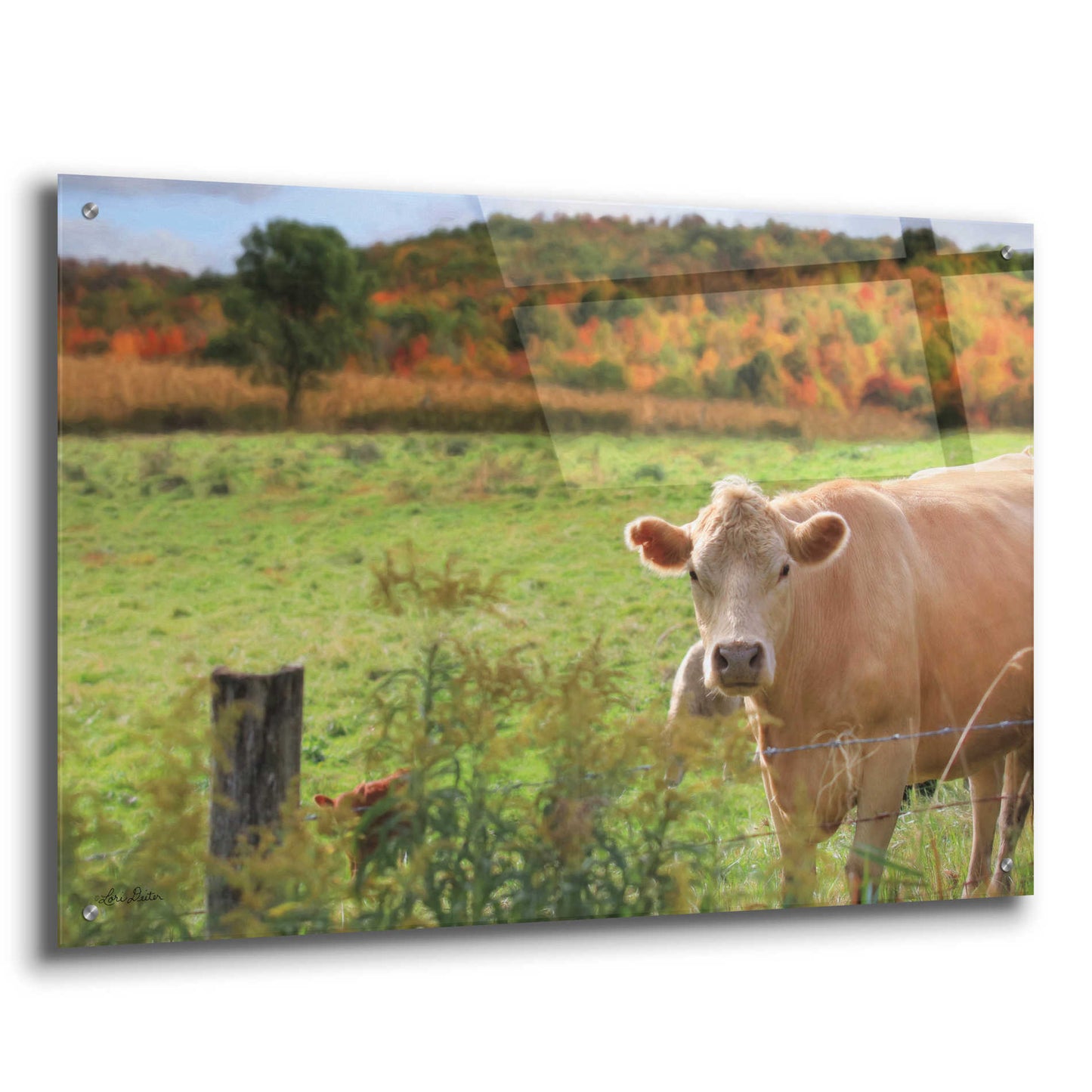Epic Art 'Fall Cow' by Lori Deiter Acrylic Glass Wall Art,36x24