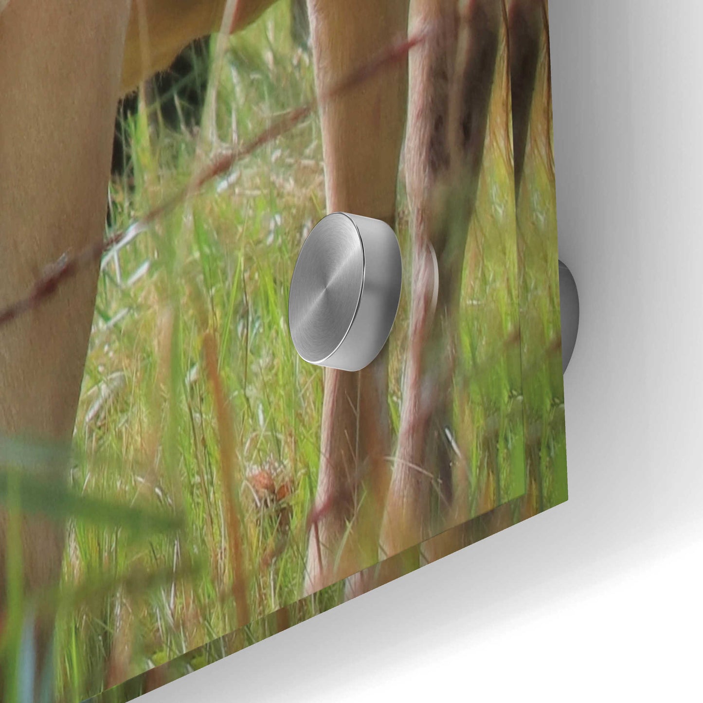 Epic Art 'Fall Cow' by Lori Deiter Acrylic Glass Wall Art,36x24