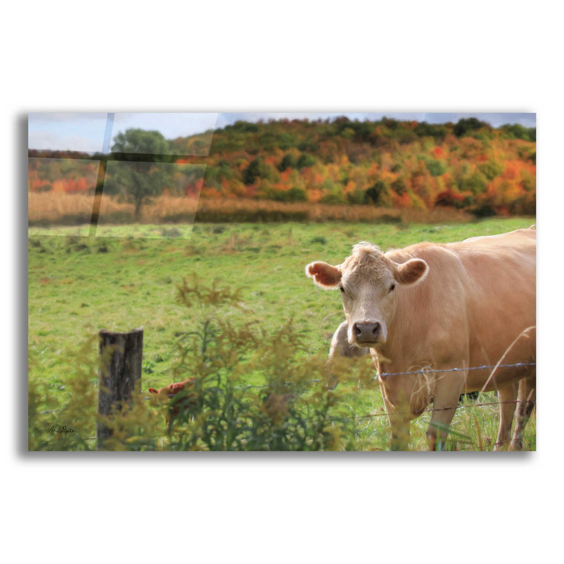 Epic Art 'Fall Cow' by Lori Deiter Acrylic Glass Wall Art