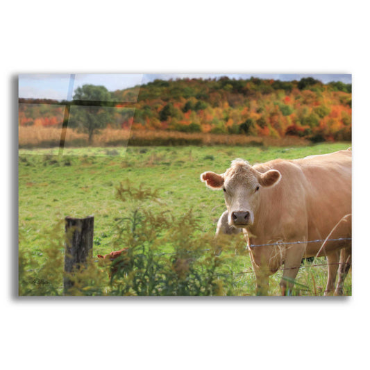 Epic Art 'Fall Cow' by Lori Deiter Acrylic Glass Wall Art