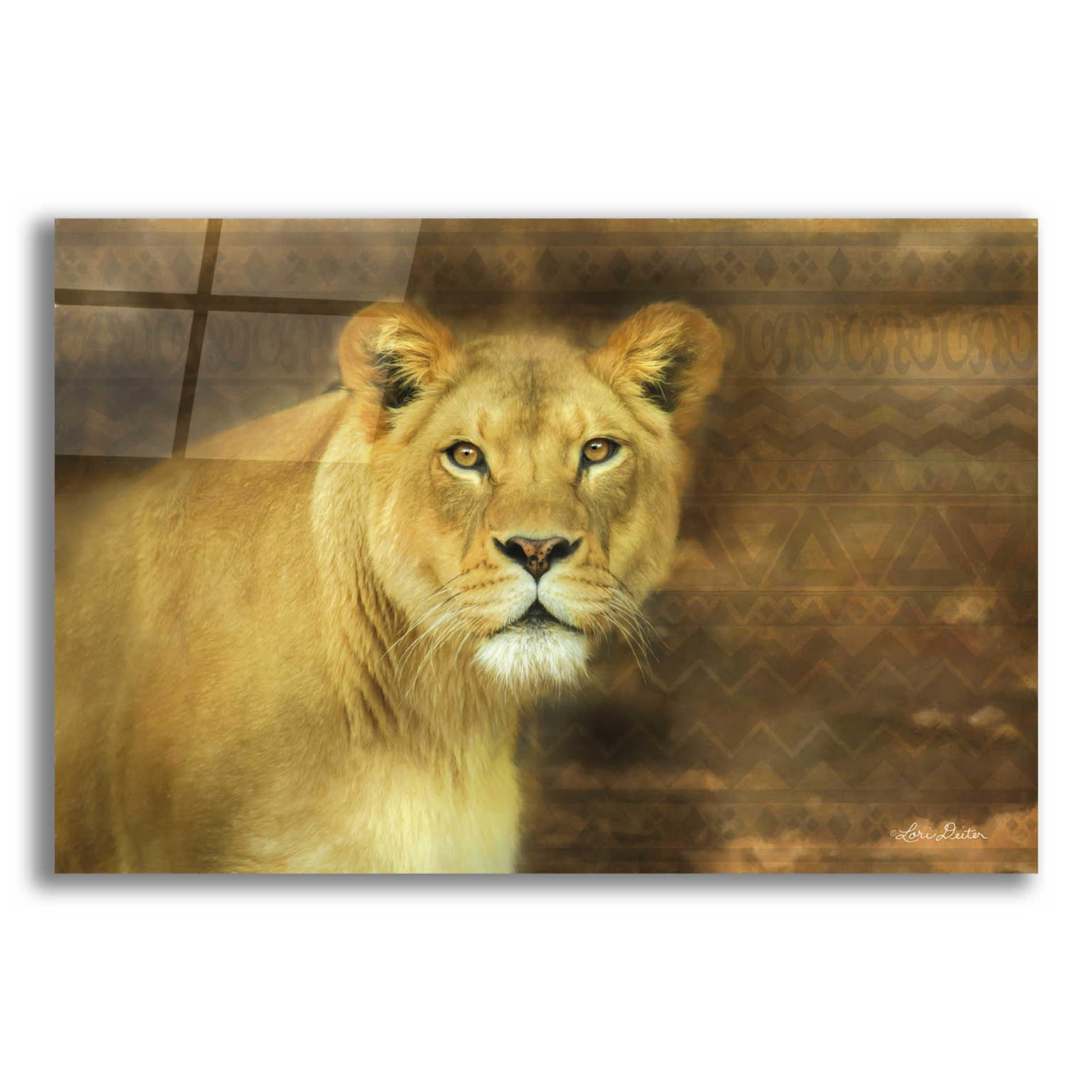 Epic Art 'Tribal Lioness' by Lori Deiter Acrylic Glass Wall Art,24x16