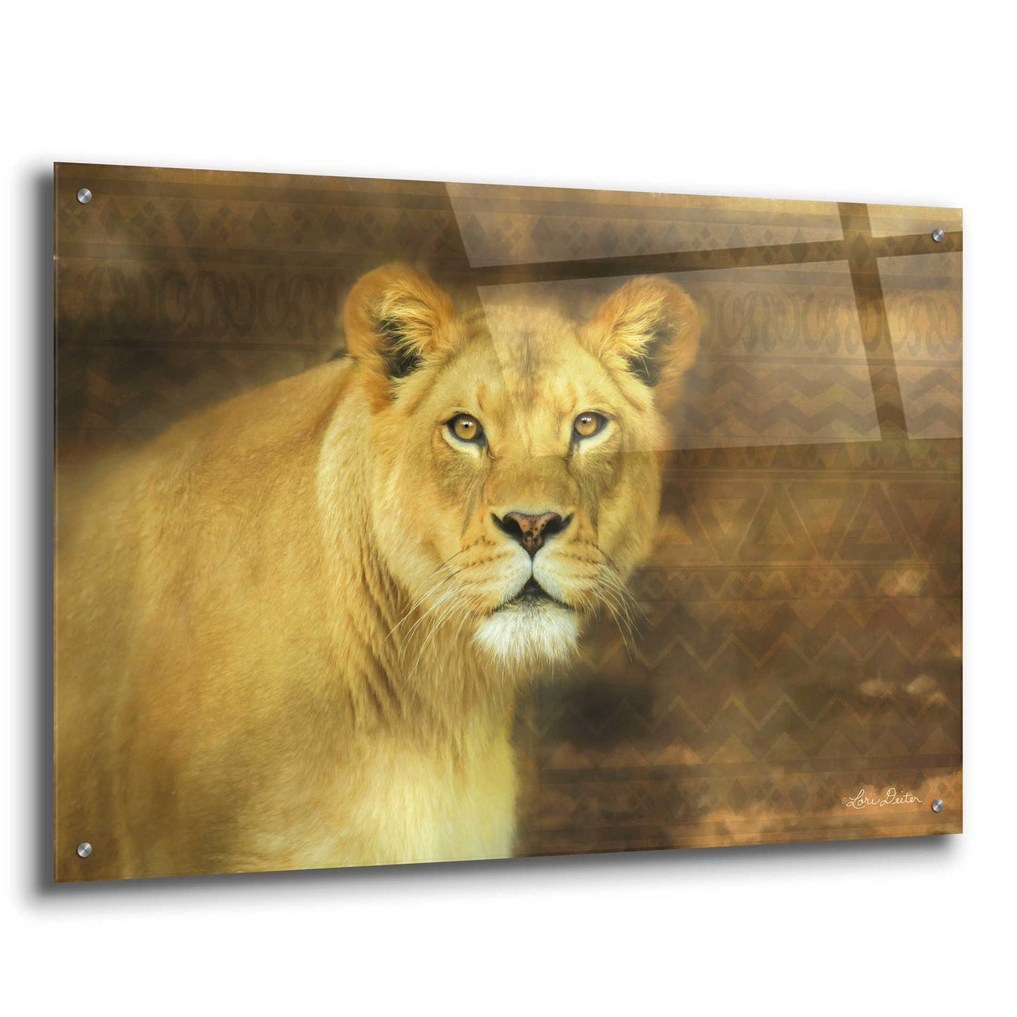 Epic Art 'Tribal Lioness' by Lori Deiter Acrylic Glass Wall Art,36x24