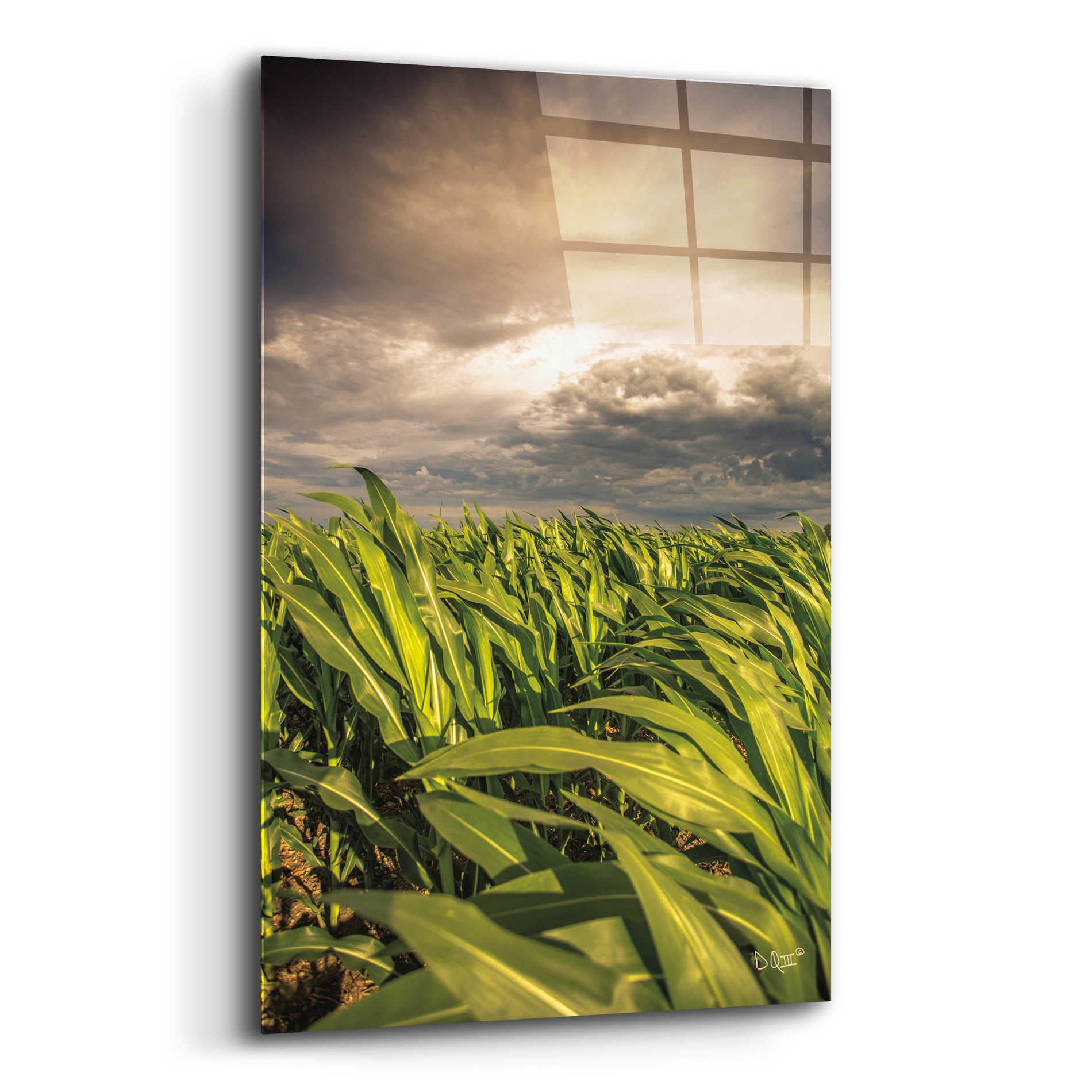 Epic Art 'Field of Corn' by Donnie Quillen, Acrylic Glass Wall Art,12x16