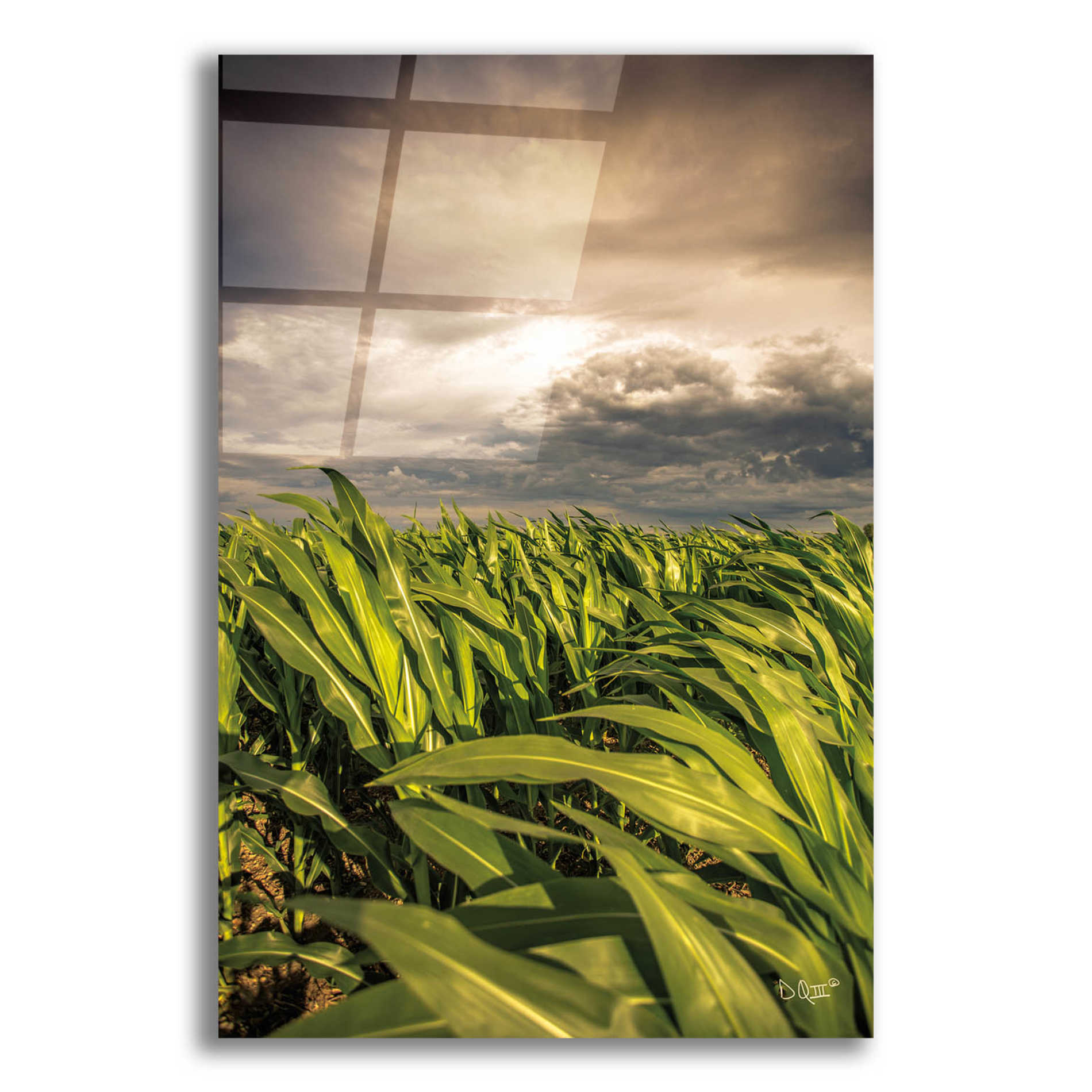 Epic Art 'Field of Corn' by Donnie Quillen, Acrylic Glass Wall Art,12x16