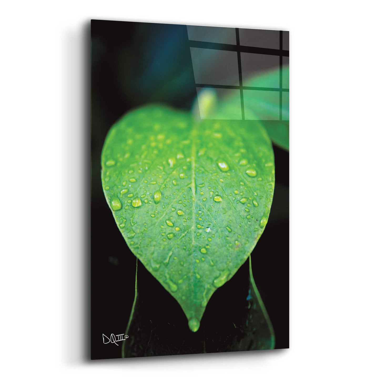 Epic Art 'Green Leaf' by Donnie Quillen, Acrylic Glass Wall Art,12x16