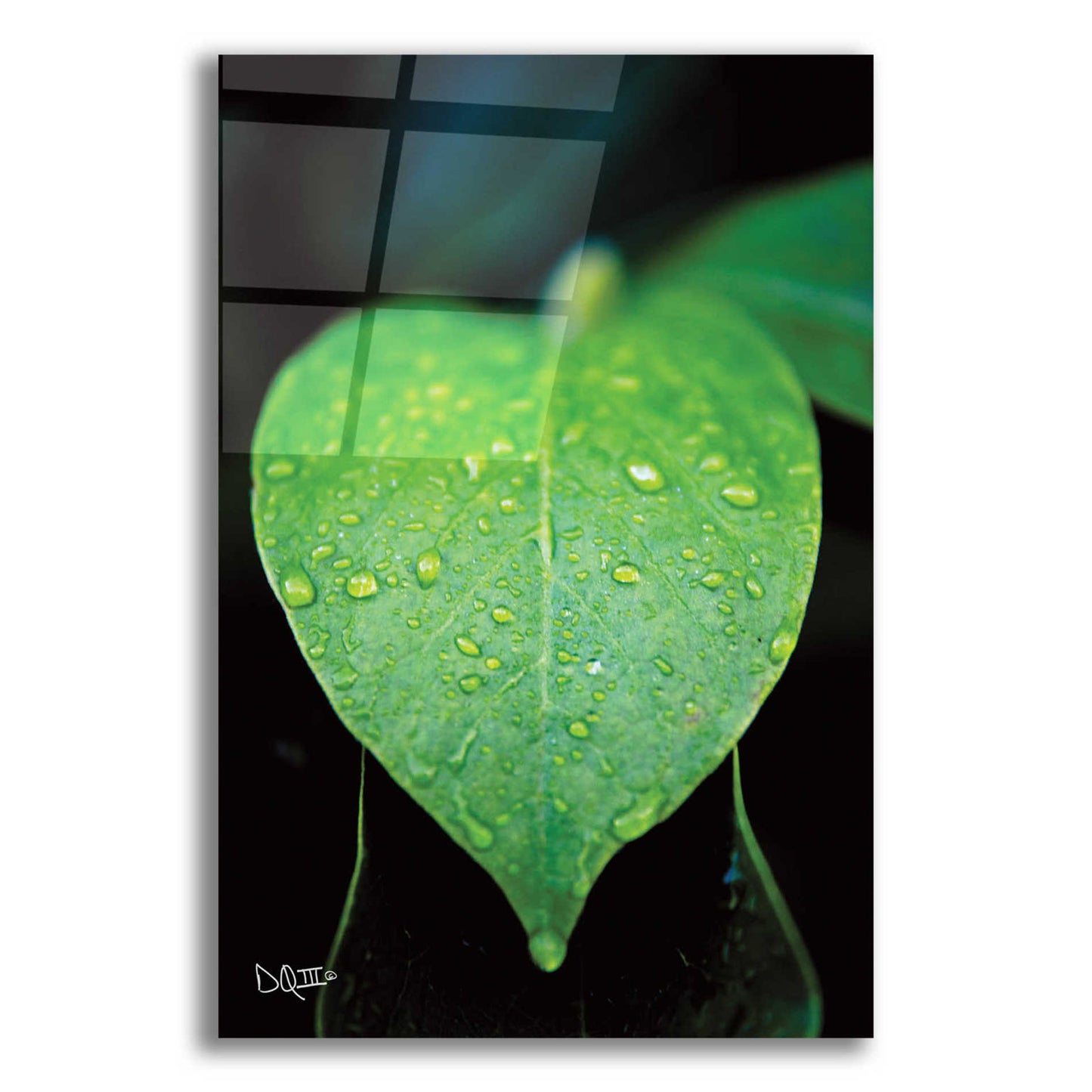 Epic Art 'Green Leaf' by Donnie Quillen, Acrylic Glass Wall Art,12x16