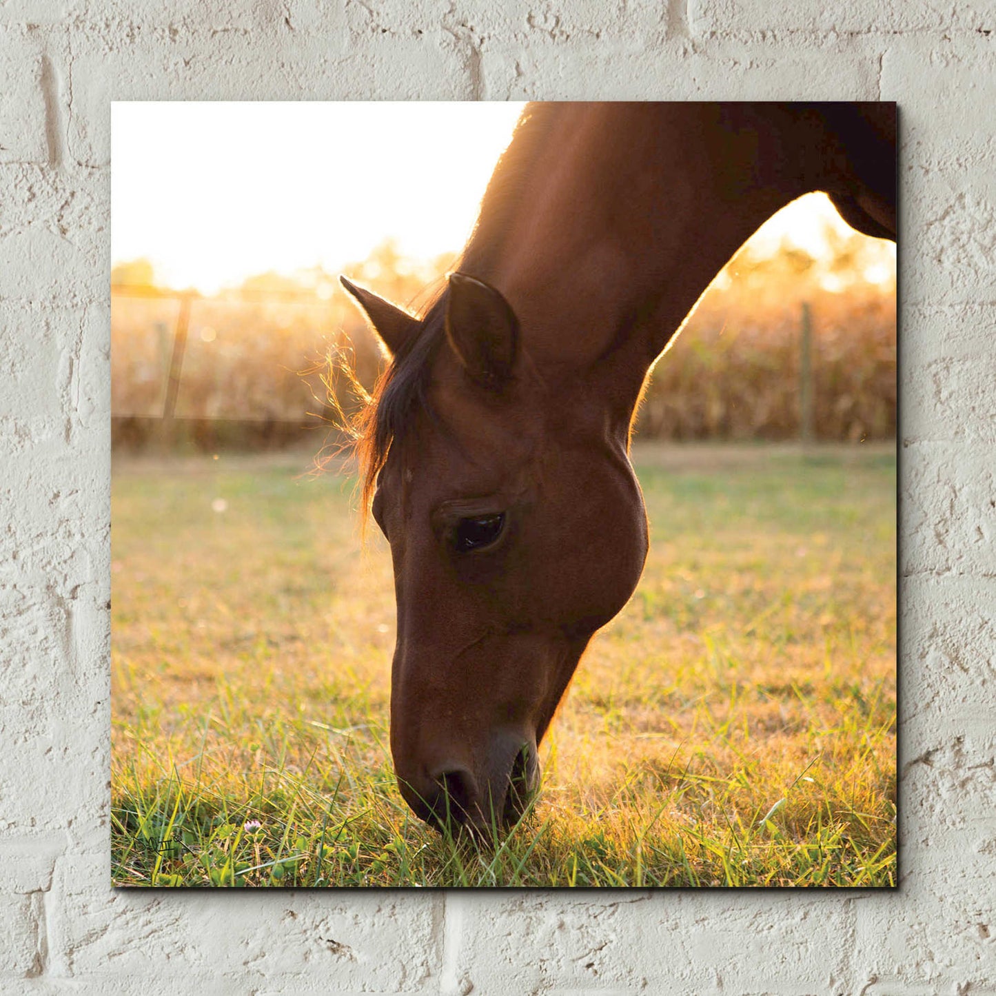 Epic Art 'Sunset Grazing II' by Donnie Quillen, Acrylic Glass Wall Art,12x12