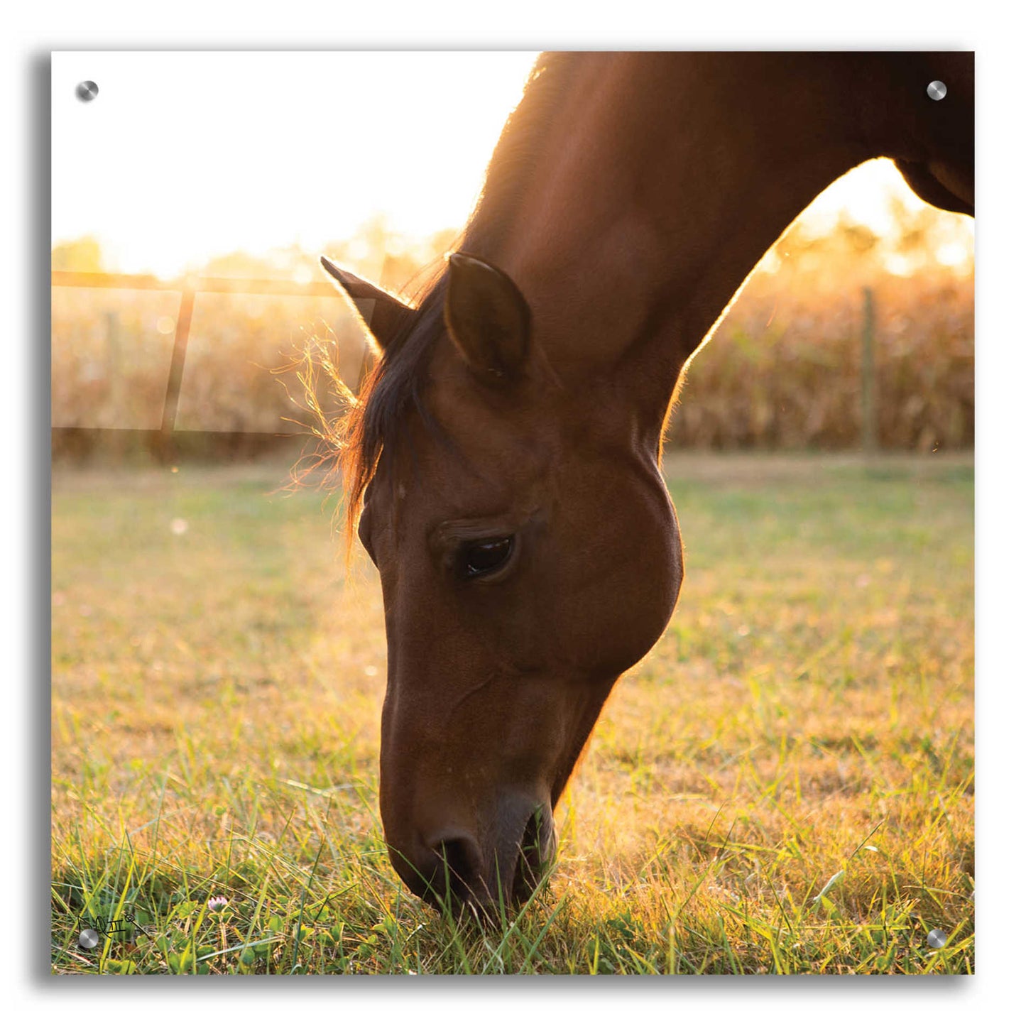 Epic Art 'Sunset Grazing II' by Donnie Quillen, Acrylic Glass Wall Art,24x24