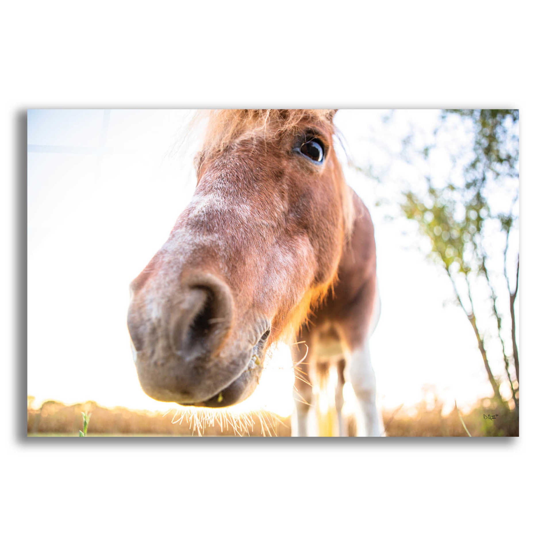 Epic Art 'Hi Horse' by Donnie Quillen, Acrylic Glass Wall Art,24x16