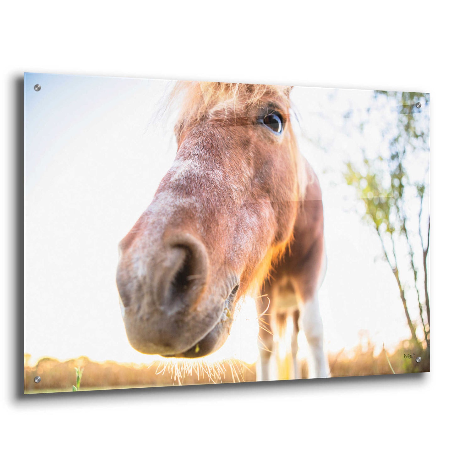 Epic Art 'Hi Horse' by Donnie Quillen, Acrylic Glass Wall Art,36x24