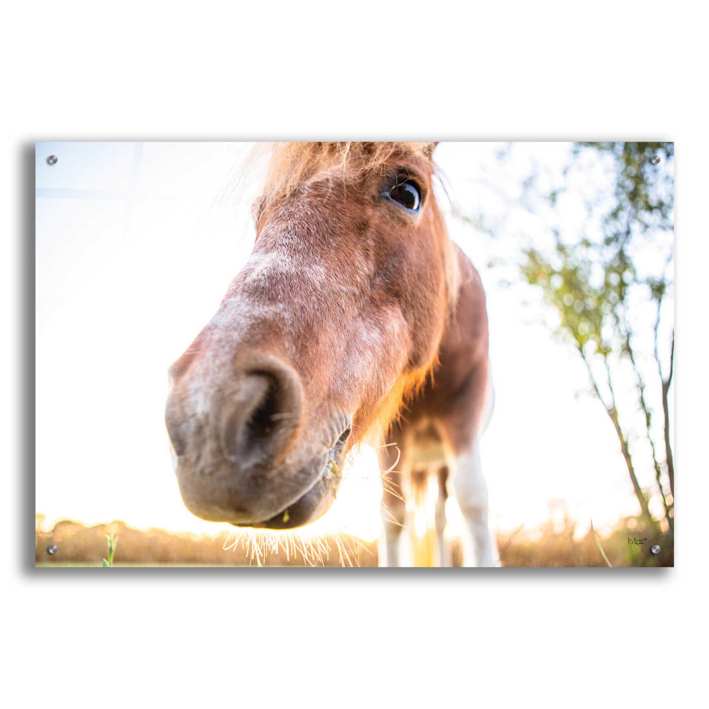 Epic Art 'Hi Horse' by Donnie Quillen, Acrylic Glass Wall Art,36x24