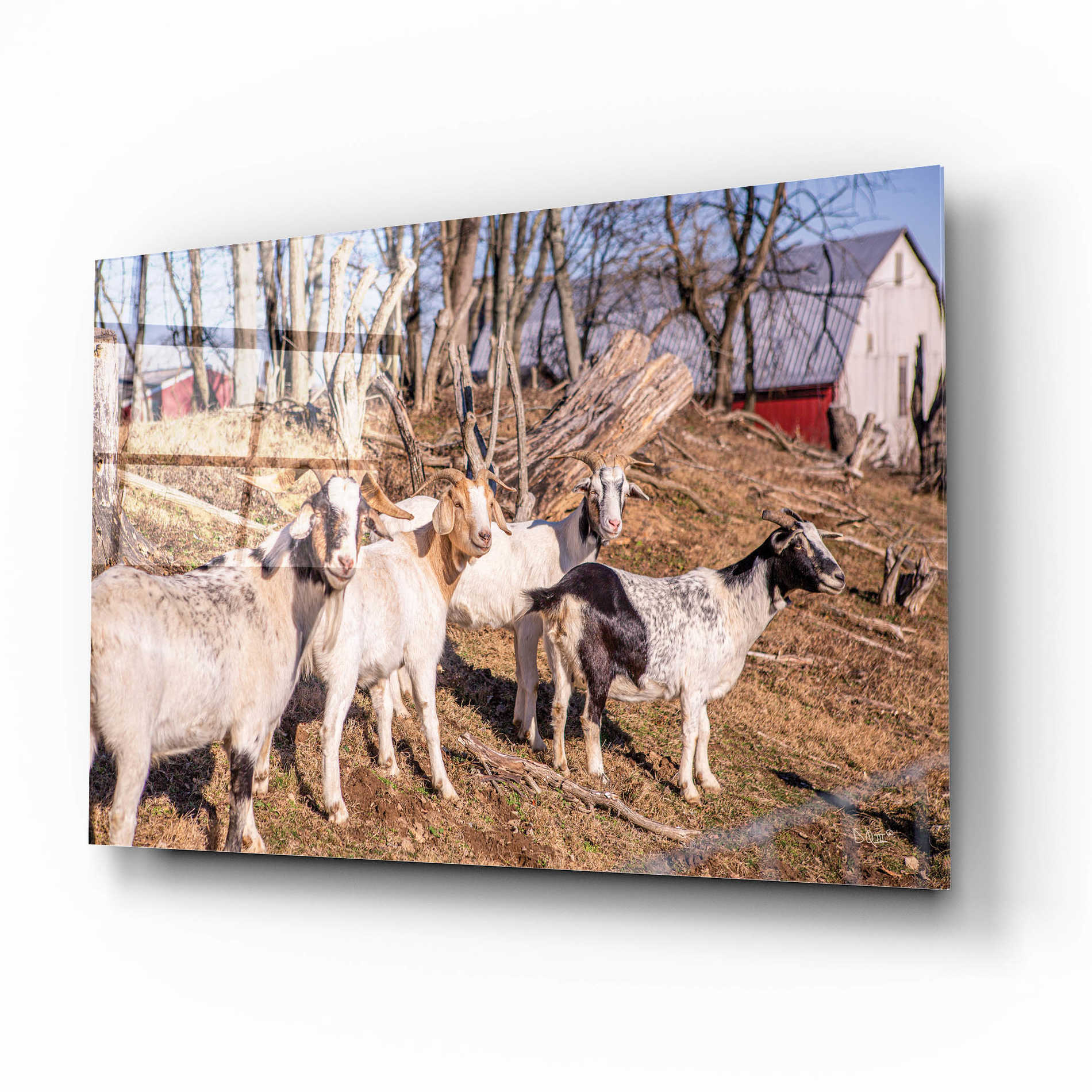 Epic Art 'Goats of a Feather' by Donnie Quillen, Acrylic Glass Wall Art,16x12