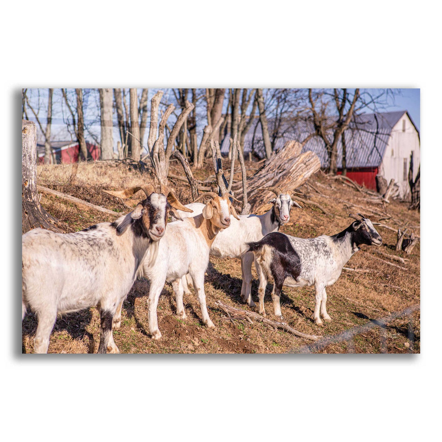 Epic Art 'Goats of a Feather' by Donnie Quillen, Acrylic Glass Wall Art,16x12