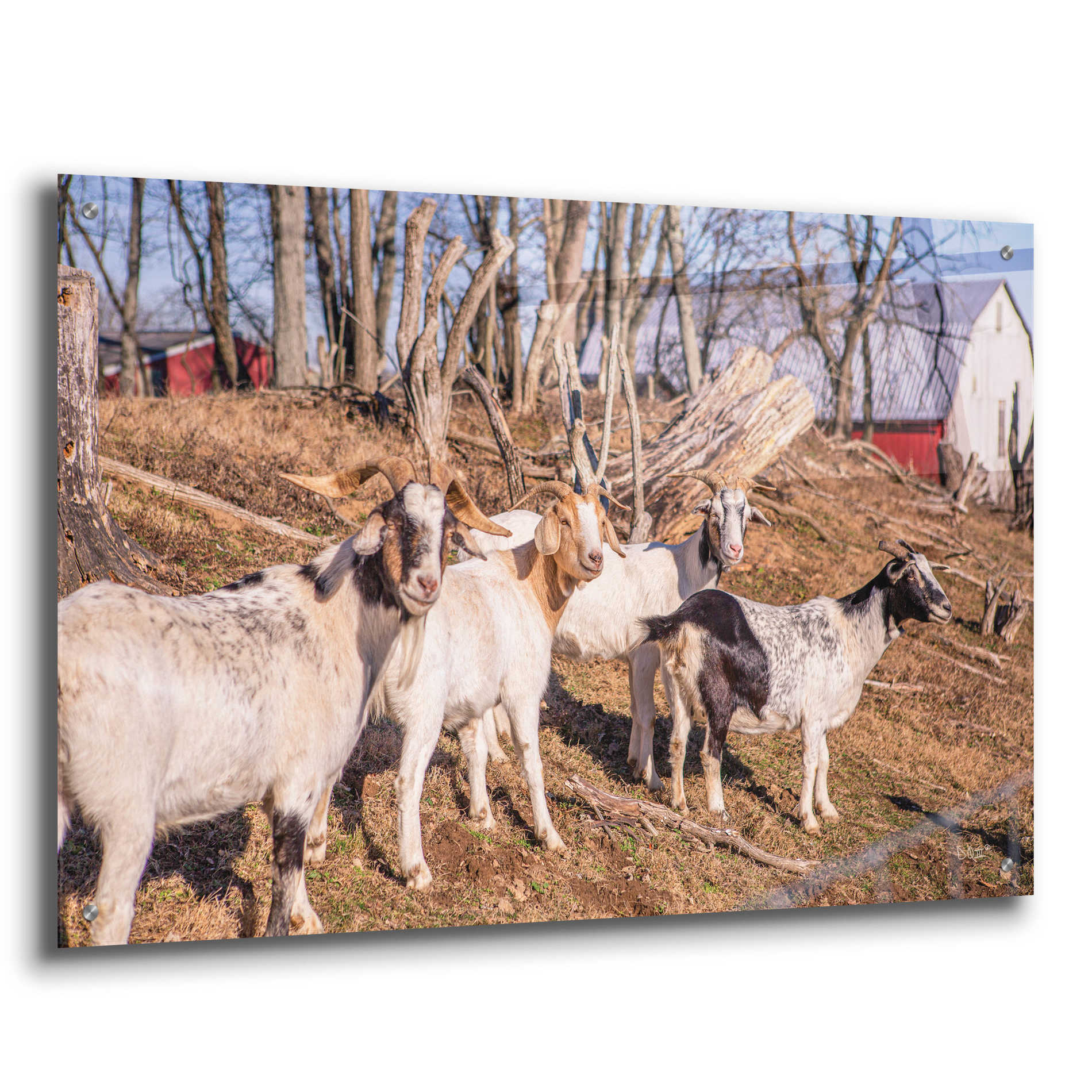 Epic Art 'Goats of a Feather' by Donnie Quillen, Acrylic Glass Wall Art,36x24