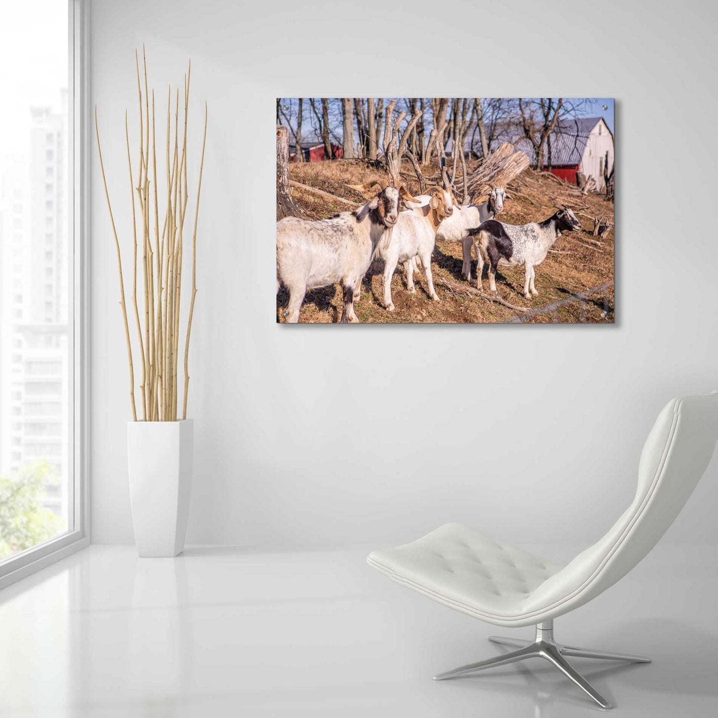 Epic Art 'Goats of a Feather' by Donnie Quillen, Acrylic Glass Wall Art,36x24