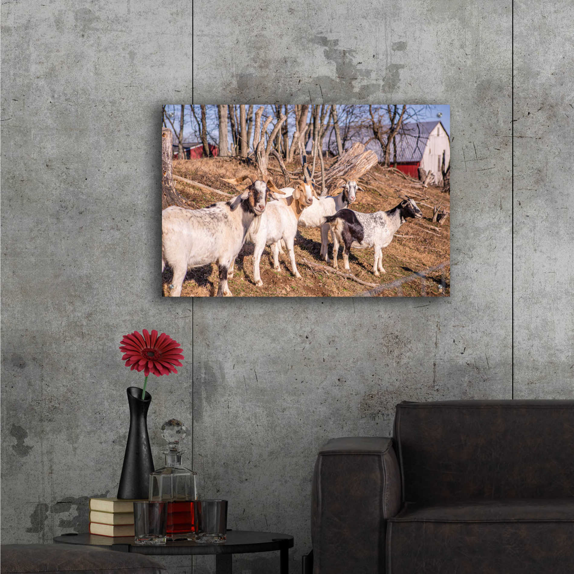 Epic Art 'Goats of a Feather' by Donnie Quillen, Acrylic Glass Wall Art,36x24