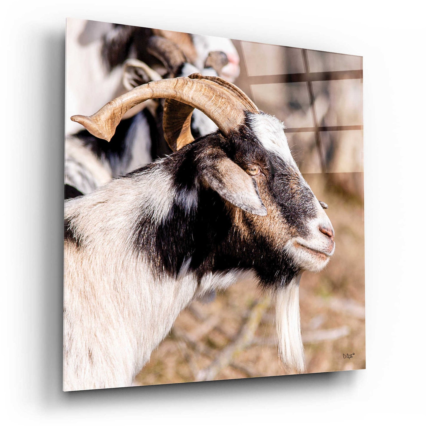 Epic Art 'Bearded Side Goat' by Donnie Quillen, Acrylic Glass Wall Art,12x12