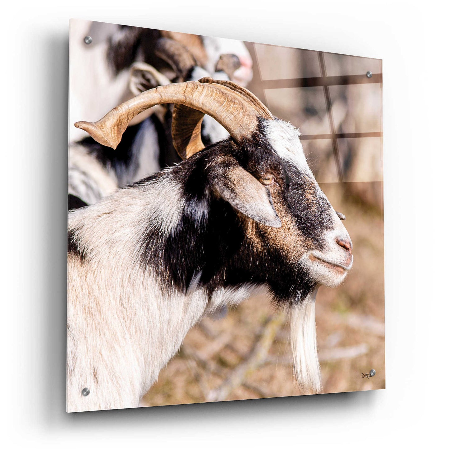 Epic Art 'Bearded Side Goat' by Donnie Quillen, Acrylic Glass Wall Art,24x24