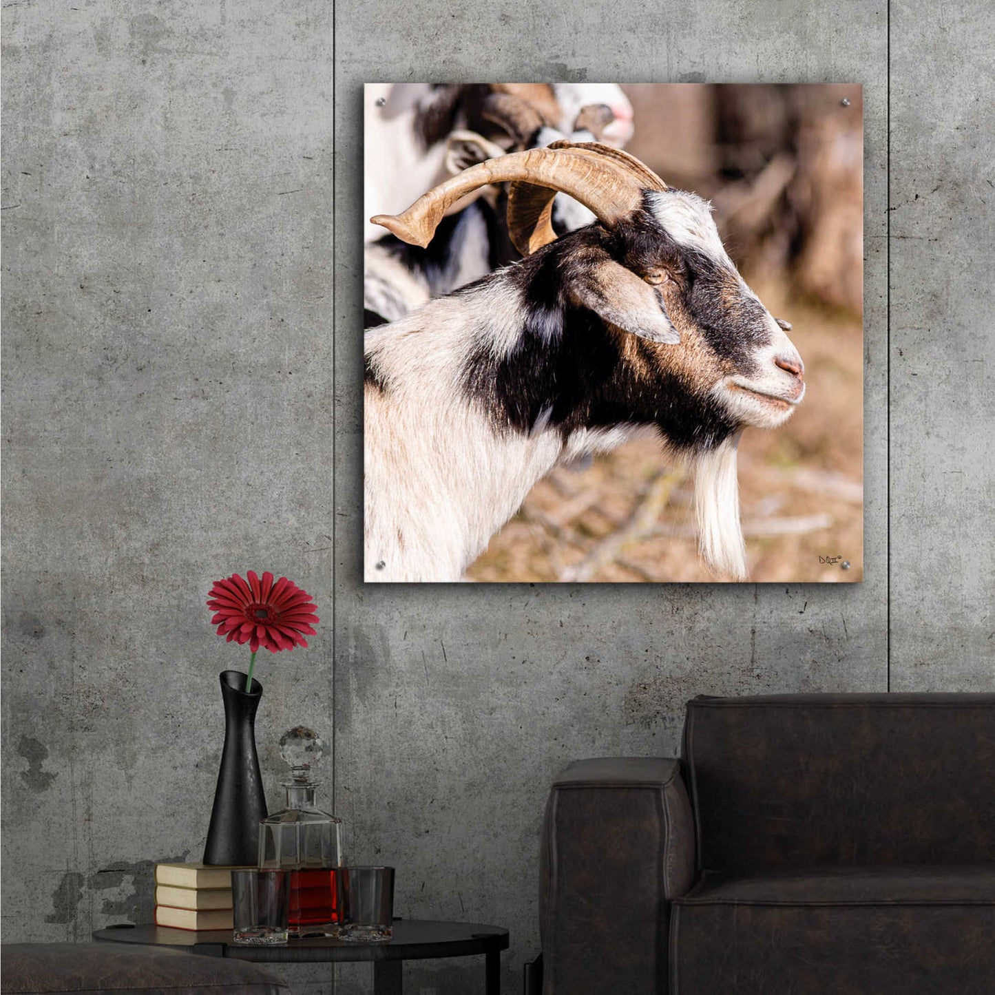 Epic Art 'Bearded Side Goat' by Donnie Quillen, Acrylic Glass Wall Art,36x36