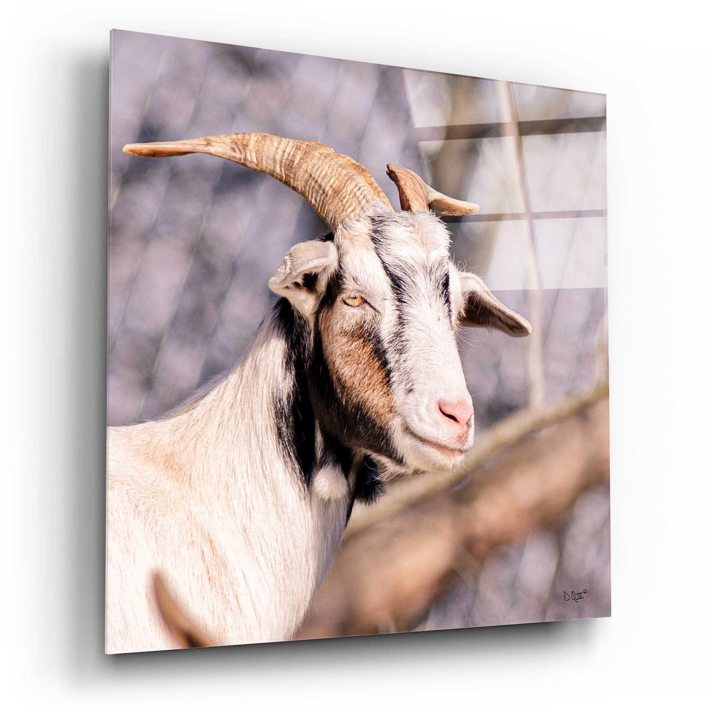 Epic Art 'Brown Goat' by Donnie Quillen, Acrylic Glass Wall Art,12x12