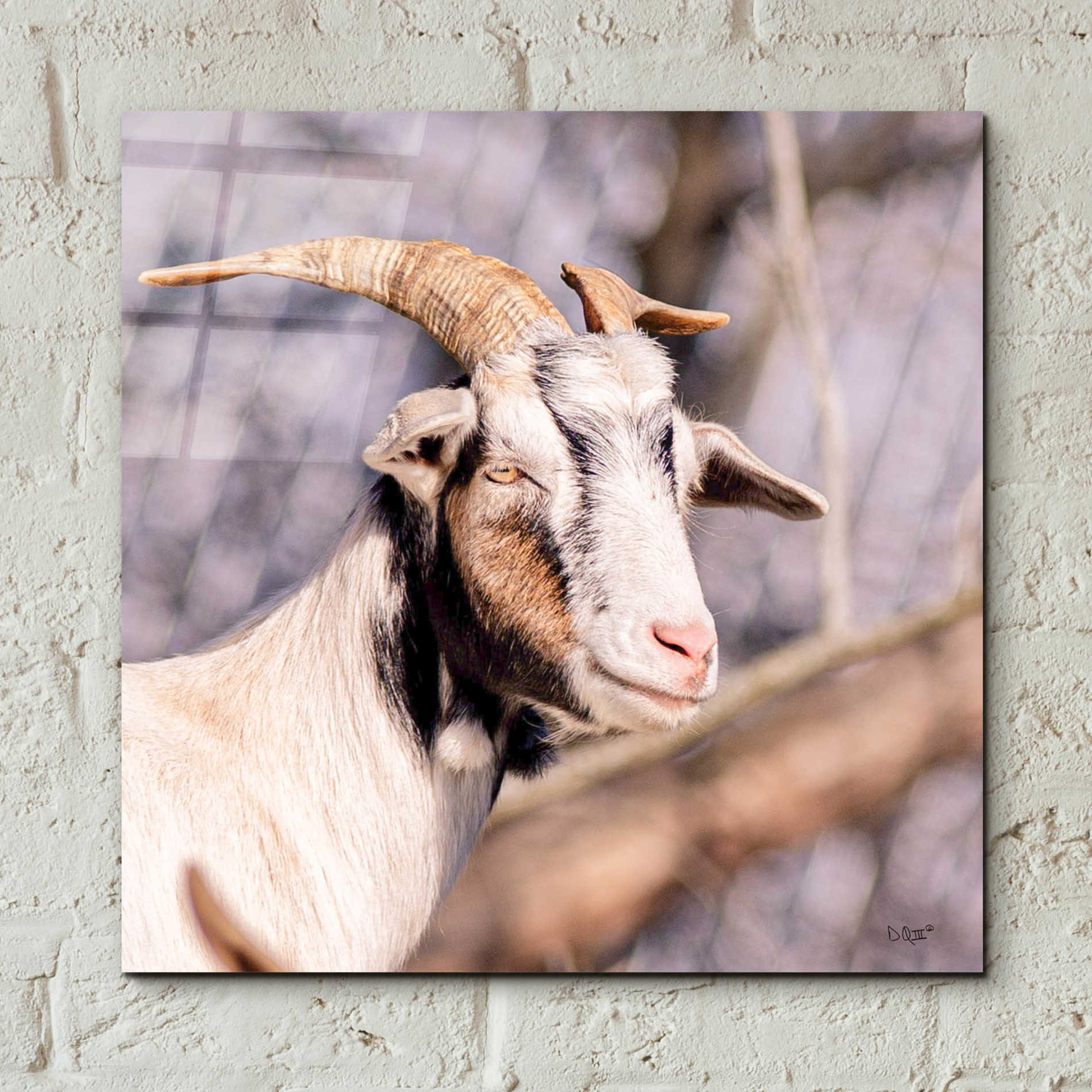 Epic Art 'Brown Goat' by Donnie Quillen, Acrylic Glass Wall Art,12x12