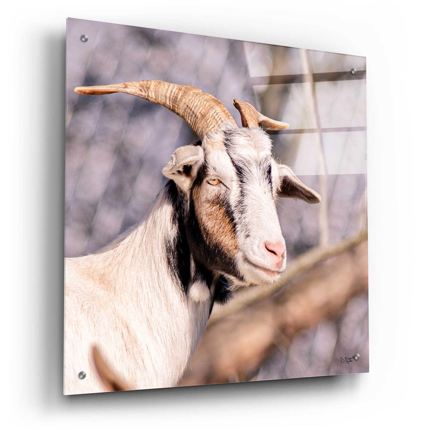 Epic Art 'Brown Goat' by Donnie Quillen, Acrylic Glass Wall Art,24x24