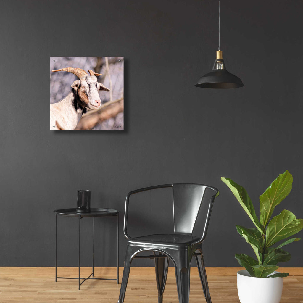 Epic Art 'Brown Goat' by Donnie Quillen, Acrylic Glass Wall Art,24x24