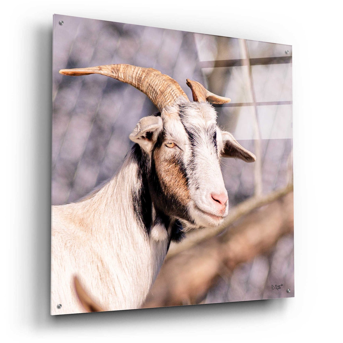 Epic Art 'Brown Goat' by Donnie Quillen, Acrylic Glass Wall Art,36x36