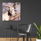 Epic Art 'Brown Goat' by Donnie Quillen, Acrylic Glass Wall Art,36x36