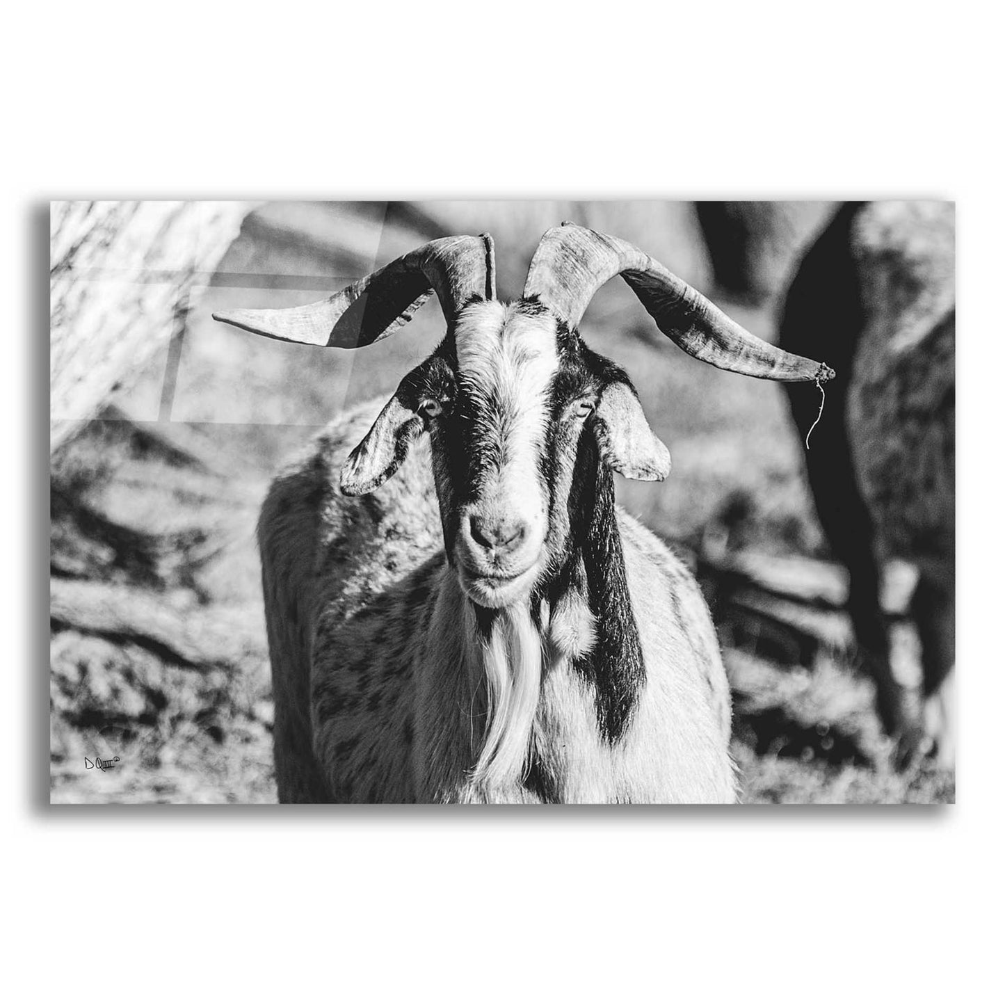 Epic Art 'Bearded Goat' by Donnie Quillen, Acrylic Glass Wall Art,24x16