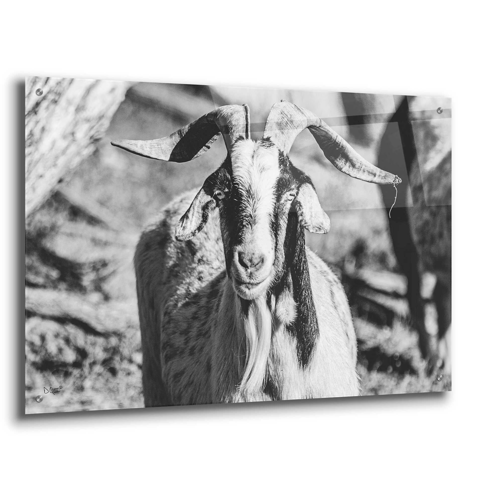 Epic Art 'Bearded Goat' by Donnie Quillen, Acrylic Glass Wall Art,36x24