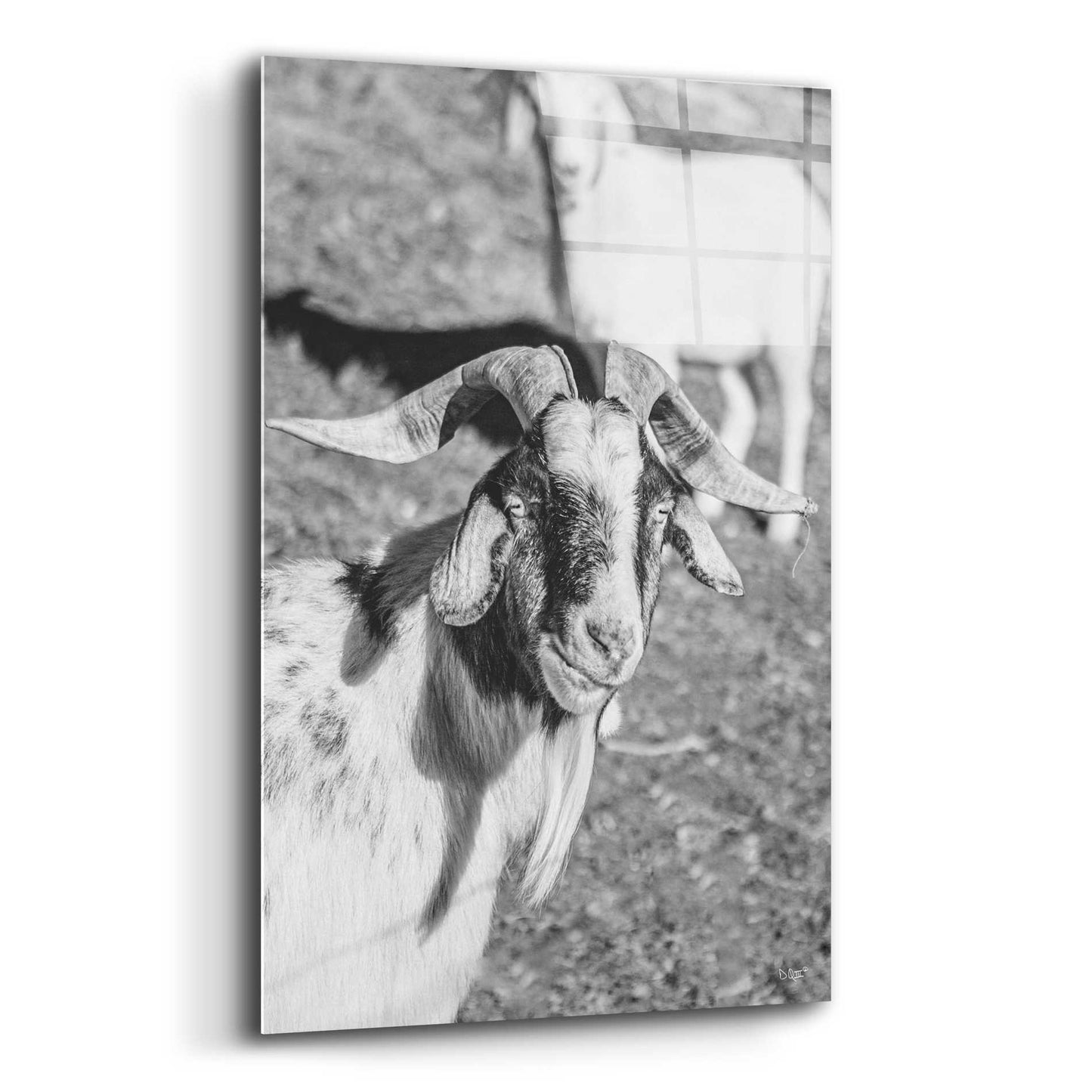 Epic Art 'Eating Goat' by Donnie Quillen, Acrylic Glass Wall Art,12x16