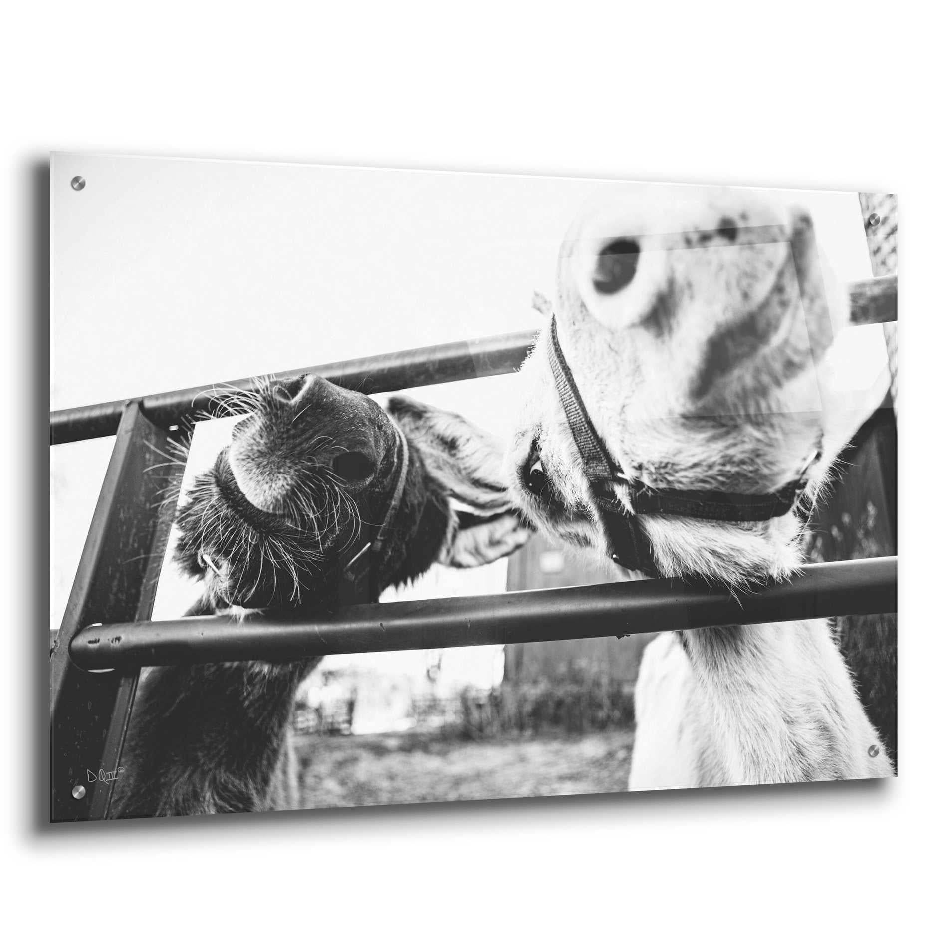 Epic Art 'Feeding Donkeys' by Donnie Quillen, Acrylic Glass Wall Art,36x24