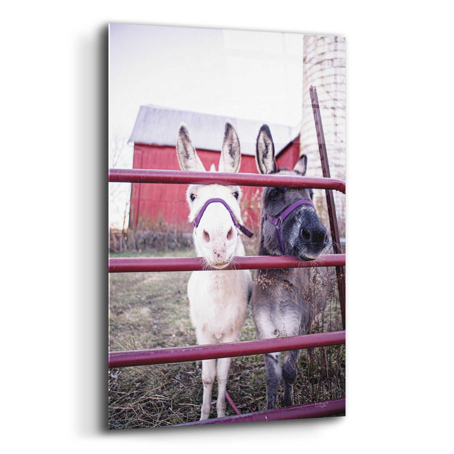 Epic Art 'Mommy & Daughter Donkeys' by Donnie Quillen, Acrylic Glass Wall Art,12x16