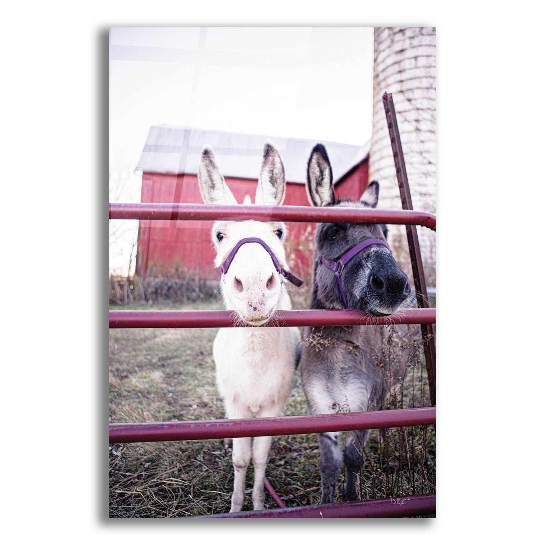 Epic Art 'Mommy & Daughter Donkeys' by Donnie Quillen, Acrylic Glass Wall Art,12x16