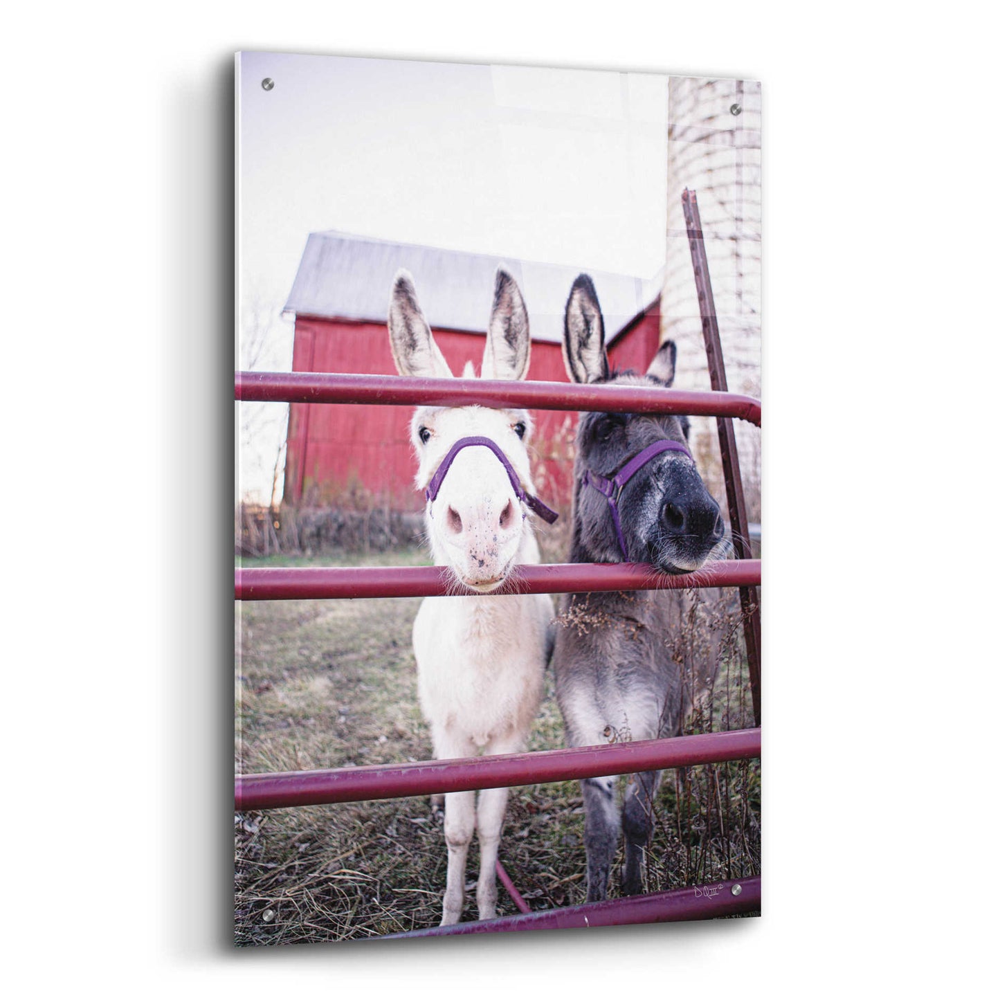 Epic Art 'Mommy & Daughter Donkeys' by Donnie Quillen, Acrylic Glass Wall Art,24x36