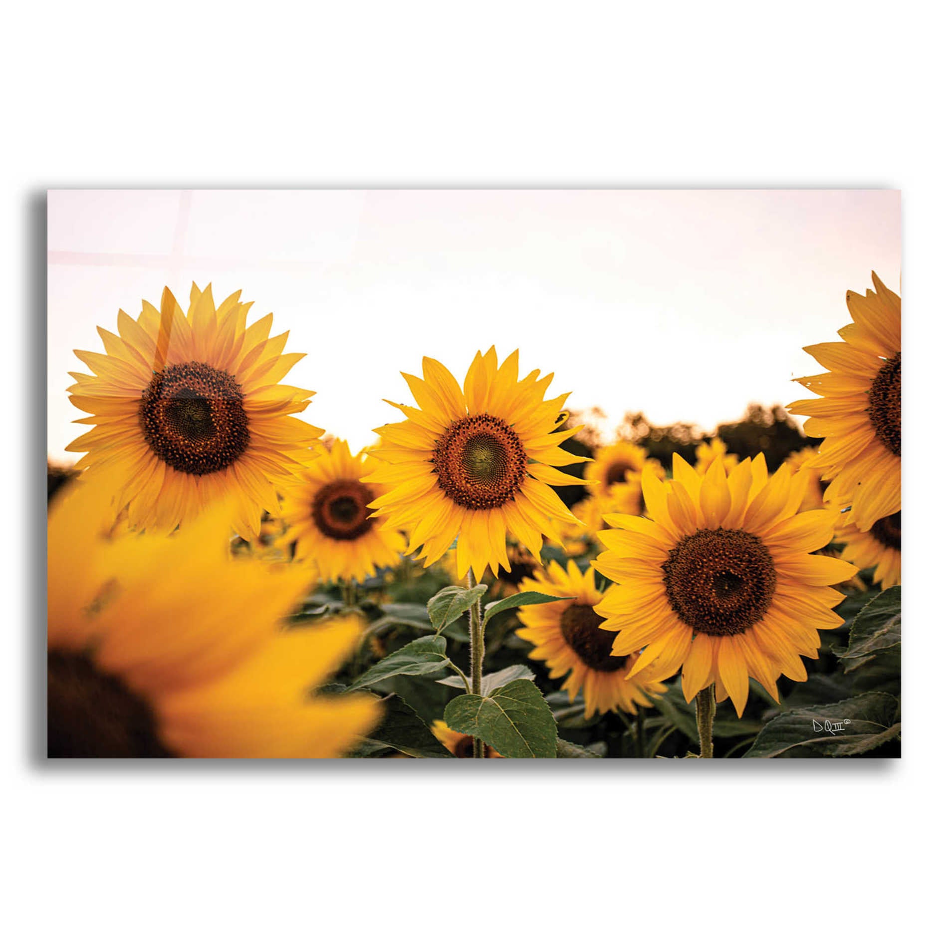 Epic Art 'Sunflower Field' by Donnie Quillen, Acrylic Glass Wall Art,24x16