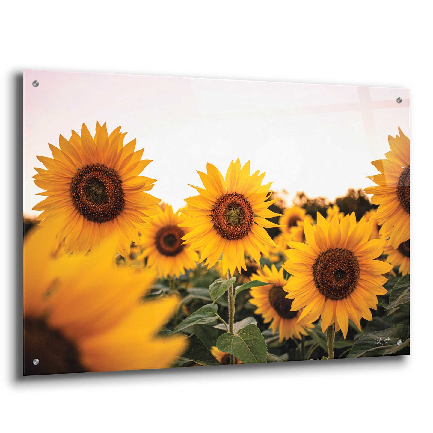 Epic Art 'Sunflower Field' by Donnie Quillen, Acrylic Glass Wall Art,36x24