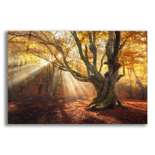 Epic Art 'Enchanted Forest,' Acrylic Glass Wall Art