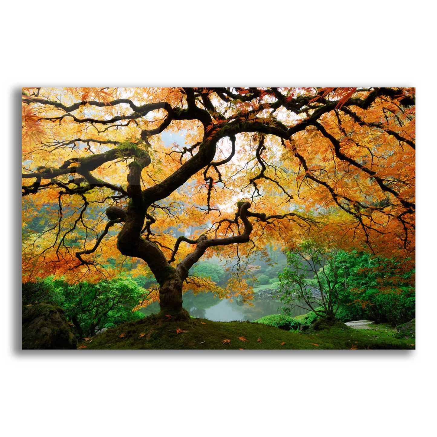 Epic Art 'Magical Autumn,' Acrylic Glass Wall Art,16x12