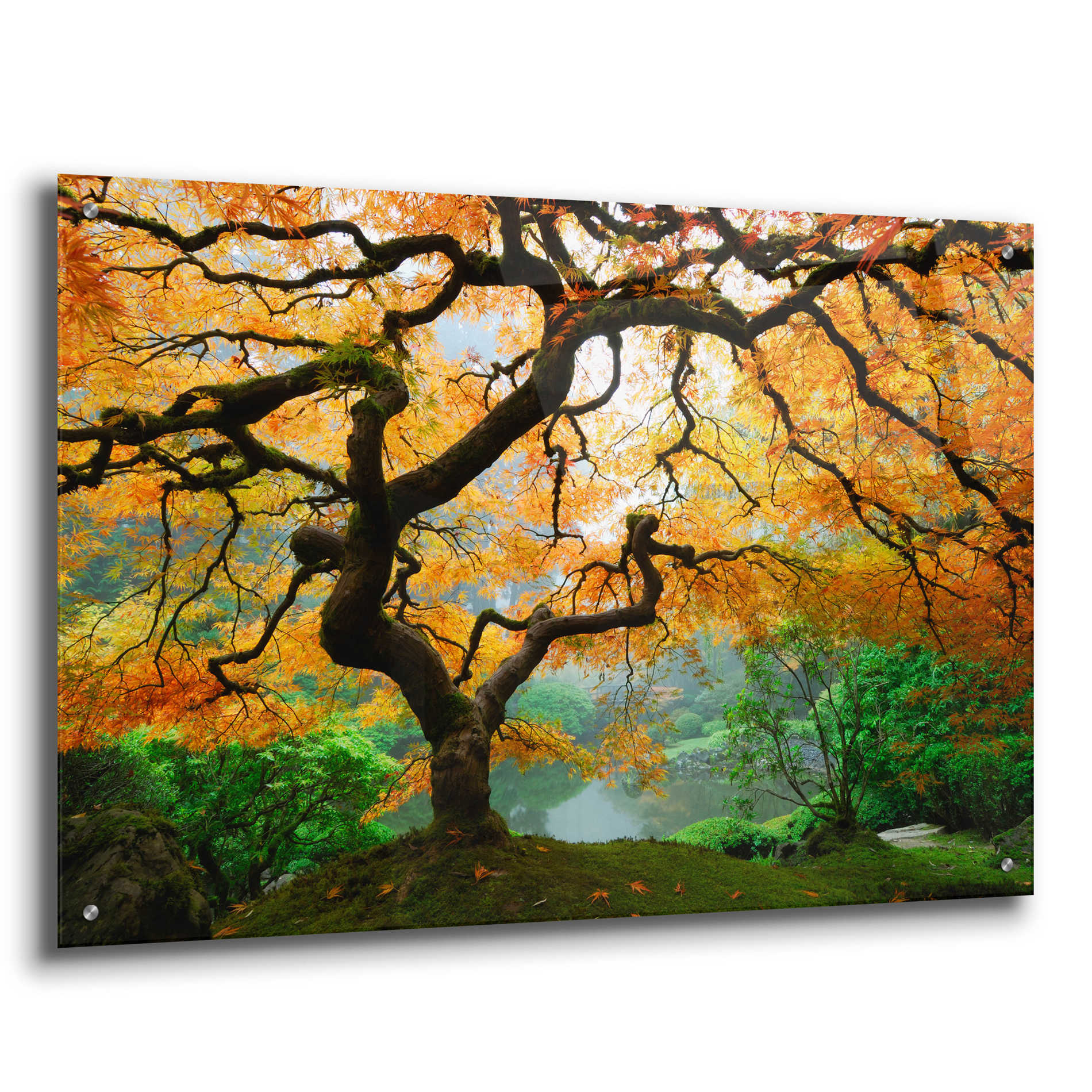 Epic Art 'Magical Autumn,' Acrylic Glass Wall Art,36x24