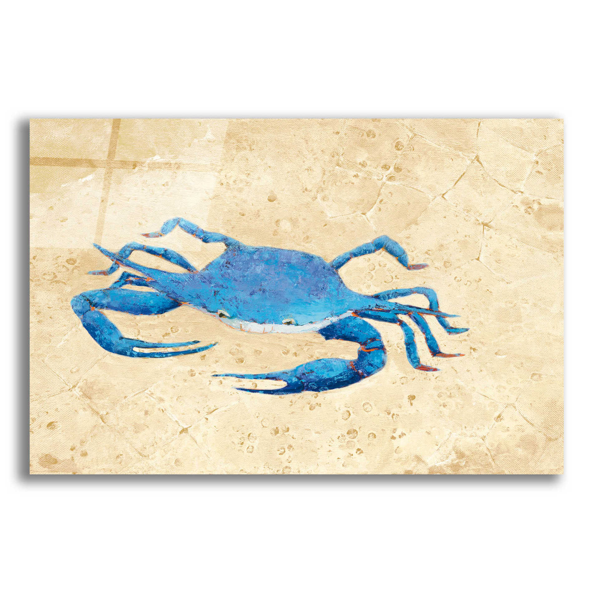 Epic Art 'Blue Crab V Neutral Crop' by Phyllis Adams, Acrylic Glass Wall Art,16x12