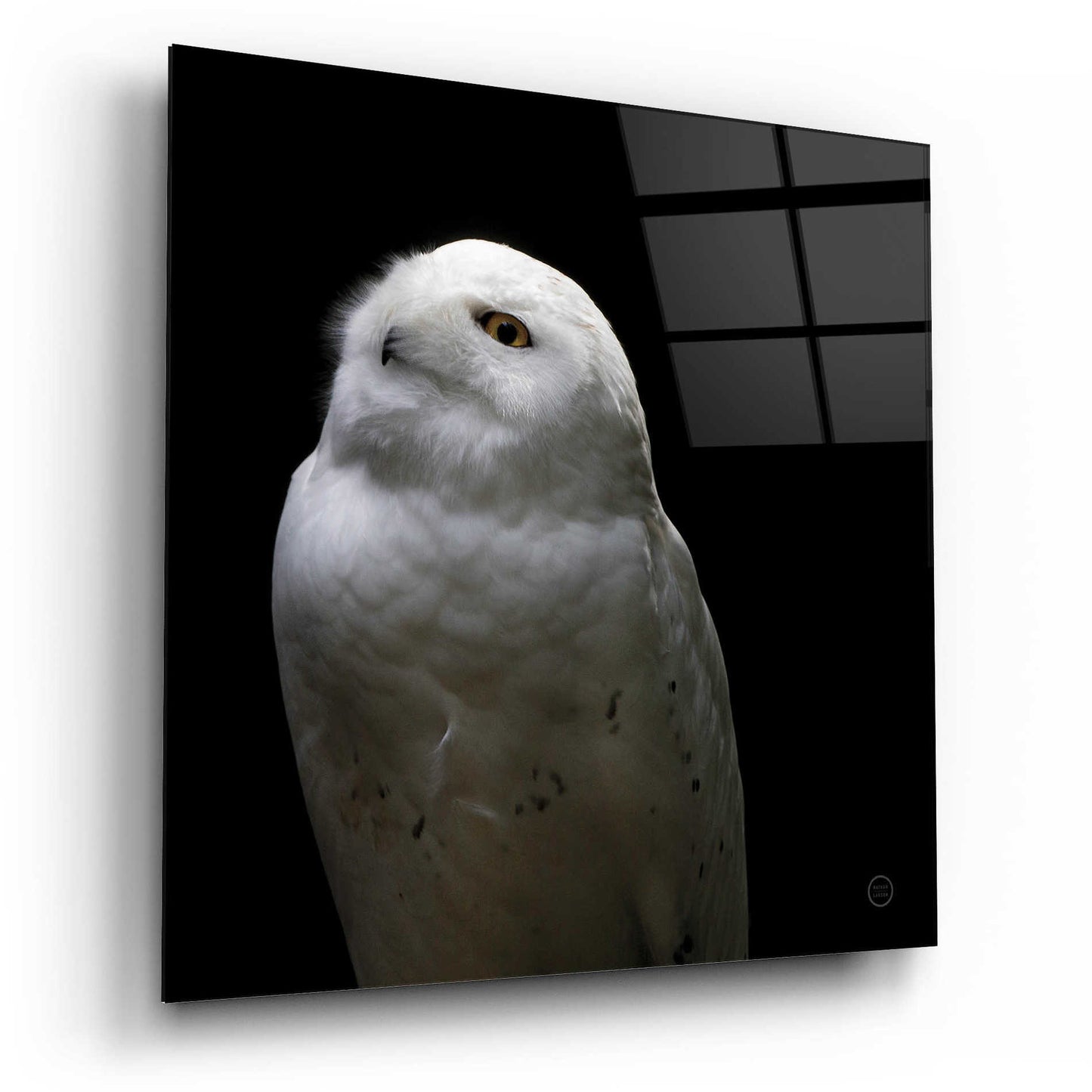 Epic Art 'Snowy Owl Looks to the Sun' by Nathan Larson, Acrylic Glass Wall Art,12x12