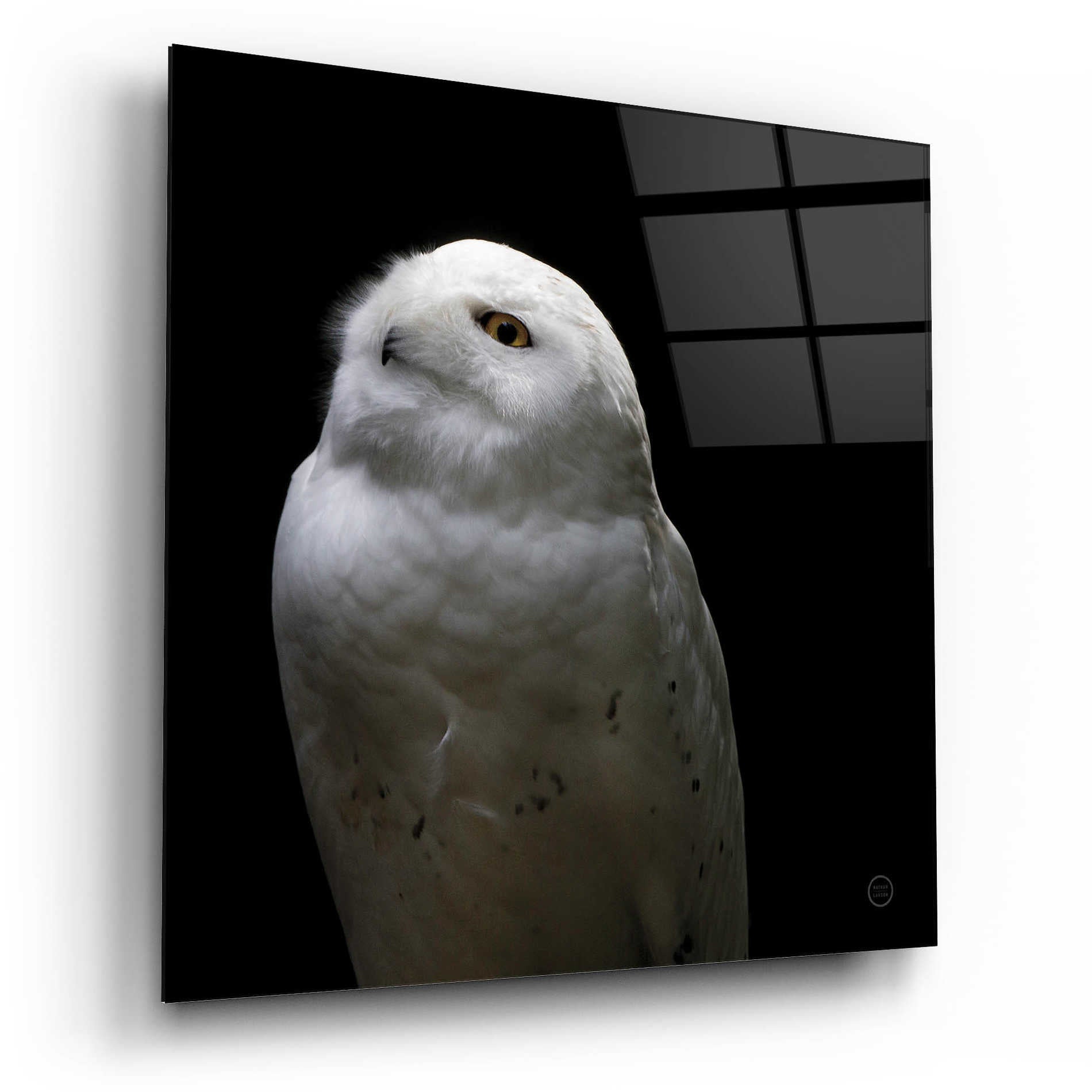 Epic Art 'Snowy Owl Looks to the Sun' by Nathan Larson, Acrylic Glass Wall Art,12x12