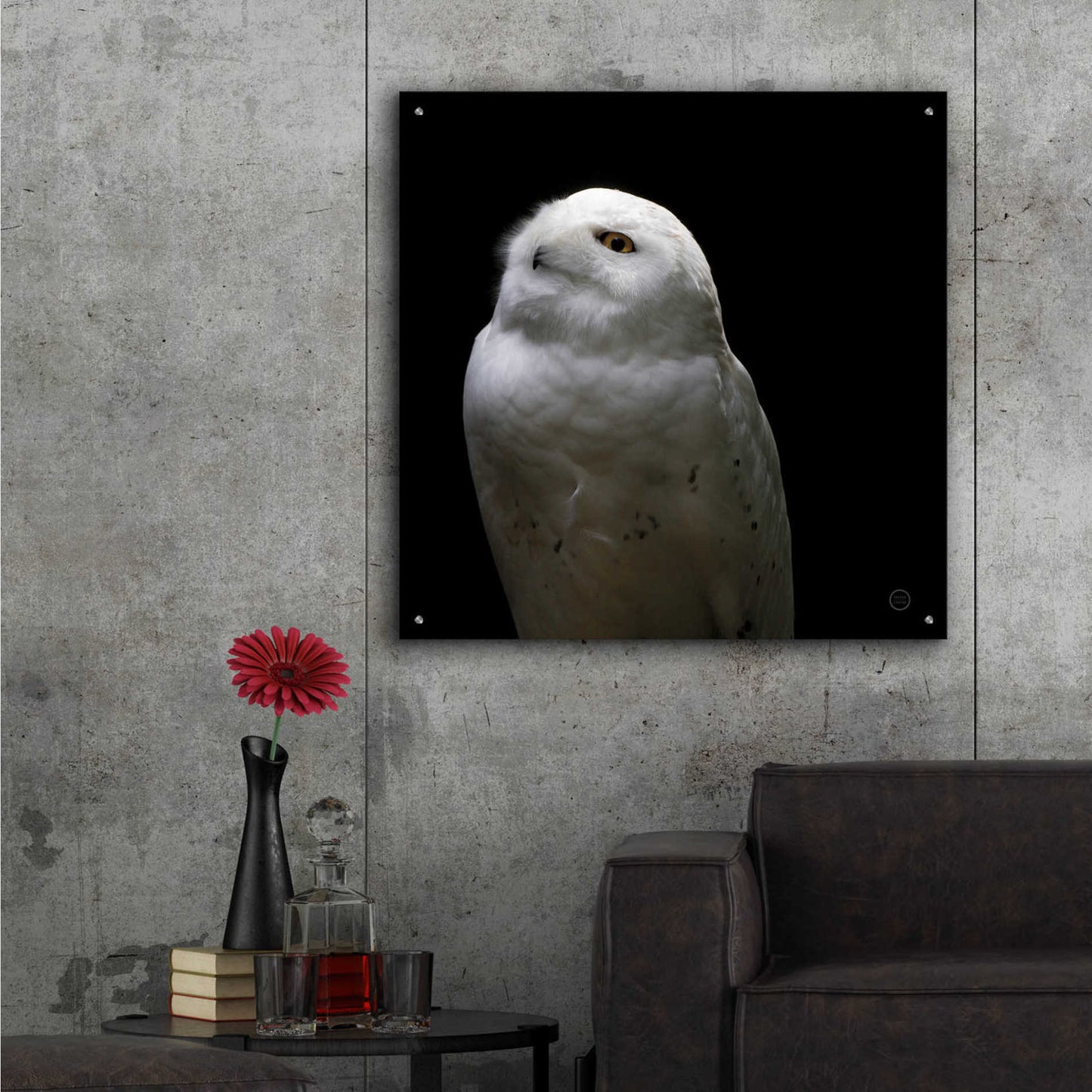 Epic Art 'Snowy Owl Looks to the Sun' by Nathan Larson, Acrylic Glass Wall Art,36x36