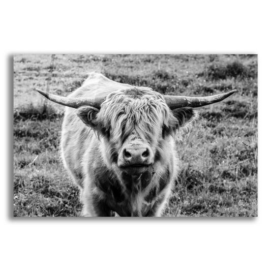 Epic Art 'Highland Cow Staring Contest' by Nathan Larson, Acrylic Glass Wall Art,18x12x1.1x0,26x18x1.1x0,40x26x1.74x0,60x40x1.74x0