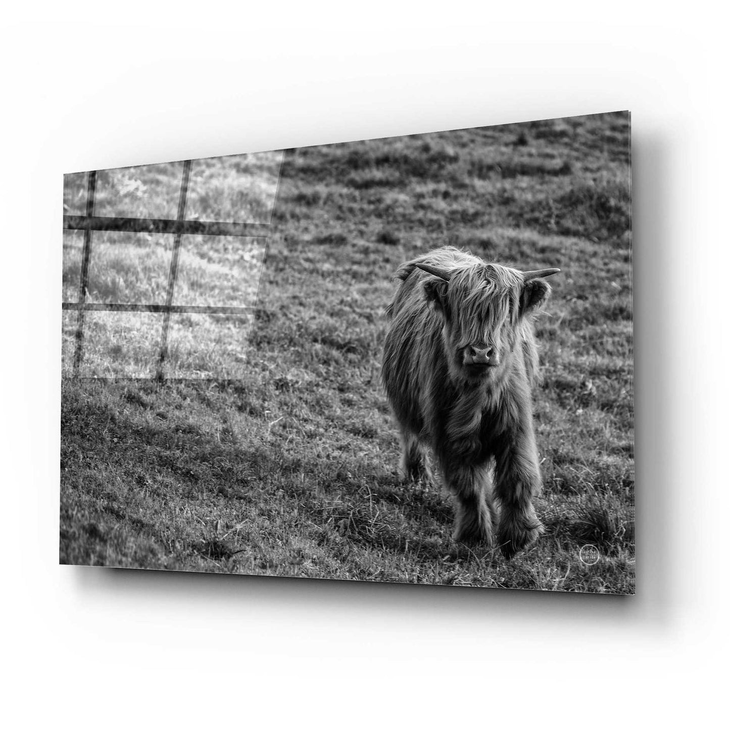 Epic Art 'Highland Cow Calf in the Wind' by Nathan Larson, Acrylic Glass Wall Art,24x16